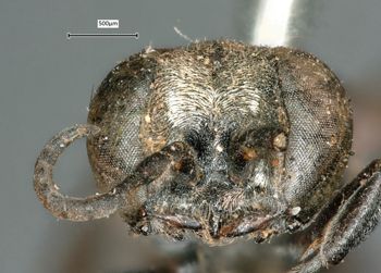 Media type: image;   Entomology 15946 Aspect: head frontal view